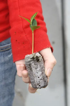 Cheap Plantly Store -Cheap Plantly Store il fullxfull.1207563731 phb1