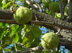 TreesAgain Osage Orange Tree - Maclura Pomifera - 3 Starter Plugs -Cheap Plantly Store il fullxfull.1207564545 5kj9
