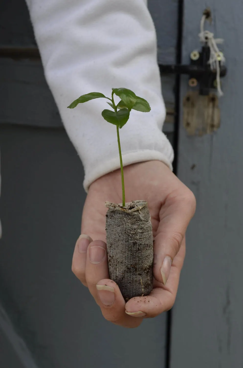 TreesAgain Yuzu Tree-Citrus Reticulata Var. Austera- 3 Starter Plugs 4 TreesAgain Yuzu Tree-Citrus Reticulata Var. Austera- 3 Starter Plugs - Image 2