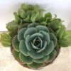 Medium Succulent Plant - Arrangement In Round, Green Enameled Planter With A Metal Rim. Beautiful, Completely Assembled Dish Garden.. -Cheap Plantly Store il fullxfull.1217189162 f6jh