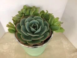 Medium Succulent Plant - Arrangement In Round, Green Enameled Planter With A Metal Rim. Beautiful, Completely Assembled Dish Garden.. -Cheap Plantly Store il fullxfull.1217189176 8ybe