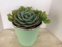 Medium Succulent Plant - Arrangement In Round, Green Enameled Planter With A Metal Rim. Beautiful, Completely Assembled Dish Garden.. -Cheap Plantly Store il fullxfull.1217189184 m1rj