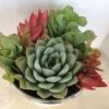Medium Succulent Plant - Arrangement In Round, White Enameled Planter With A Metal Rim. Beautiful, Completely Assembled Dish Garden.. 1 Medium Succulent Plant - Arrangement In Round, White Enameled Planter With A Metal Rim. Beautiful, Completely Assembled Dish Garden.. -Cheap Plantly Store il fullxfull.1264406267 dhmx