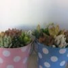 Medium Succulent Arrangement In A Polka Dot Pail Planter. Beautiful, Completely Assembled Dish Garden. -Cheap Plantly Store il fullxfull.1274746114 bsyy