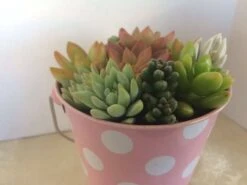 Medium Succulent Arrangement In A Polka Dot Pail Planter. Beautiful, Completely Assembled Dish Garden. -Cheap Plantly Store il fullxfull.1274746116 kmtd