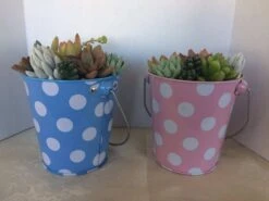 Medium Succulent Arrangement In A Polka Dot Pail Planter. Beautiful, Completely Assembled Dish Garden. -Cheap Plantly Store il fullxfull.1274746680 3bmy
