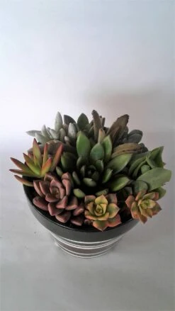 Medium Succulent Plant - Arrangement In Round Striped Ceramic Planter. Beautiful, Completely Assembled Dish Garden.. 9 Medium Succulent Plant - Arrangement In Round Striped Ceramic Planter. Beautiful, Completely Assembled Dish Garden.. -Cheap Plantly Store il fullxfull.1287204404 5q5r