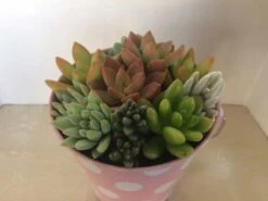 Medium Succulent Arrangement In A Polka Dot Pail Planter. Beautiful, Completely Assembled Dish Garden. -Cheap Plantly Store il fullxfull.1321984277 hbsz