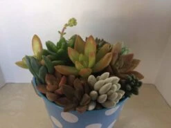 Medium Succulent Arrangement In A Polka Dot Pail Planter. Beautiful, Completely Assembled Dish Garden. -Cheap Plantly Store il fullxfull.1321984281 bgti