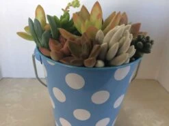 Medium Succulent Arrangement In A Polka Dot Pail Planter. Beautiful, Completely Assembled Dish Garden. -Cheap Plantly Store il fullxfull.1321984867 i565