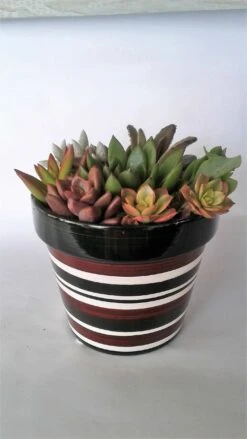 Medium Succulent Plant - Arrangement In Round Striped Ceramic Planter. Beautiful, Completely Assembled Dish Garden.. 11 Medium Succulent Plant - Arrangement In Round Striped Ceramic Planter. Beautiful, Completely Assembled Dish Garden.. -Cheap Plantly Store il fullxfull.1334452937 cbv1