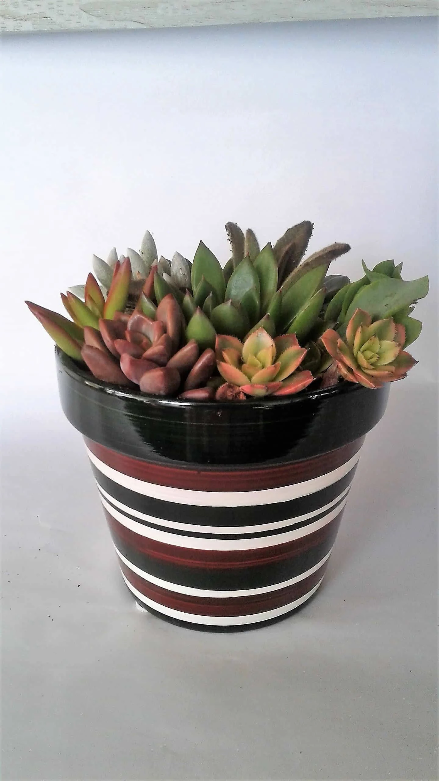 Medium Succulent Plant - Arrangement In Round Striped Ceramic Planter. Beautiful, Completely Assembled Dish Garden.. 6 Medium Succulent Plant - Arrangement In Round Striped Ceramic Planter. Beautiful, Completely Assembled Dish Garden.. - Image 4
