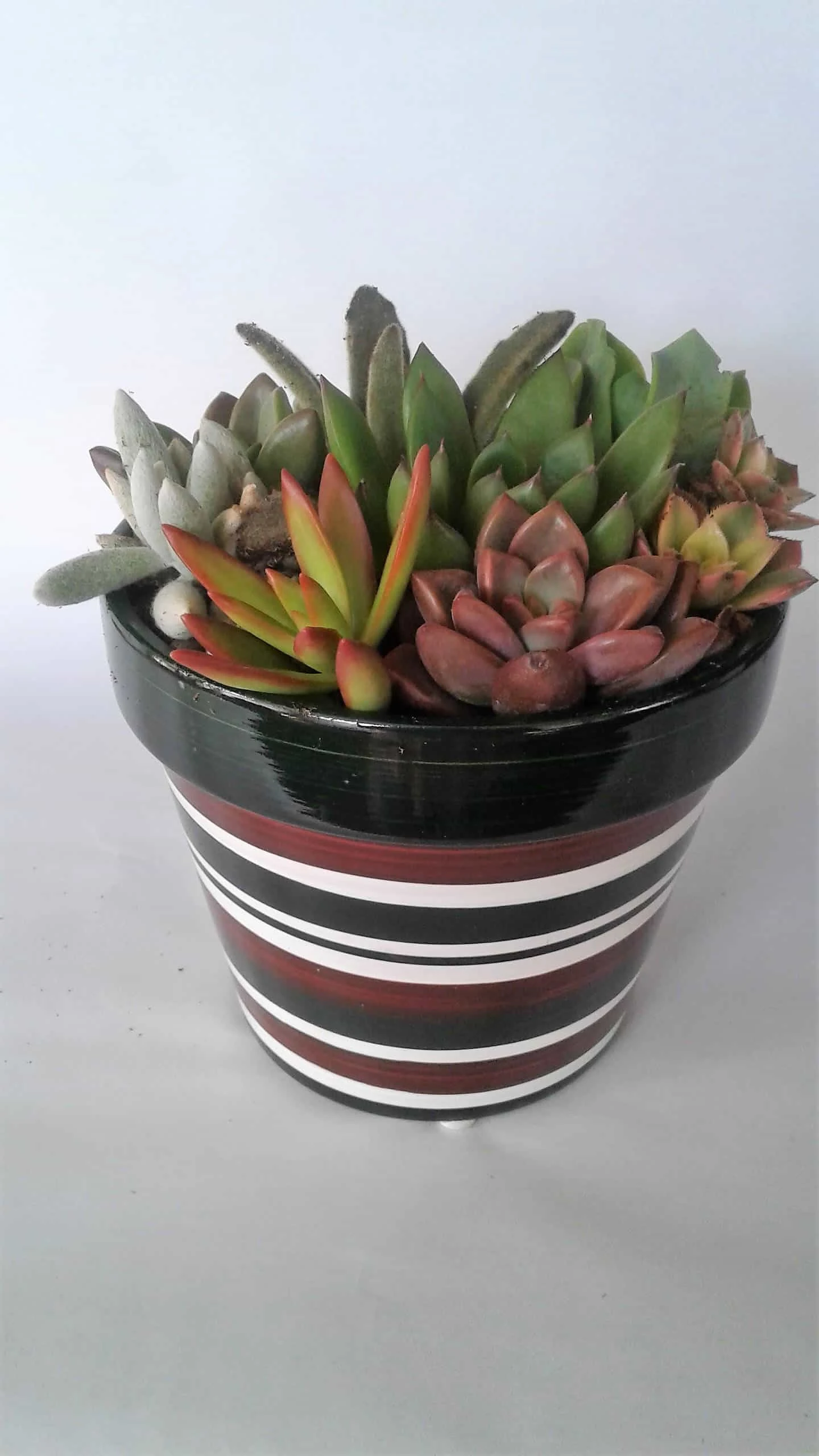 Medium Succulent Plant - Arrangement In Round Striped Ceramic Planter. Beautiful, Completely Assembled Dish Garden.. 5 Medium Succulent Plant - Arrangement In Round Striped Ceramic Planter. Beautiful, Completely Assembled Dish Garden.. - Image 3