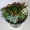 Medium Succulent Plant - Arrangement In Round Striped Ceramic Planter. Beautiful, Completely Assembled Dish Garden.. 1 Medium Succulent Plant - Arrangement In Round Striped Ceramic Planter. Beautiful, Completely Assembled Dish Garden.. -Cheap Plantly Store il fullxfull.1334457449 jbha