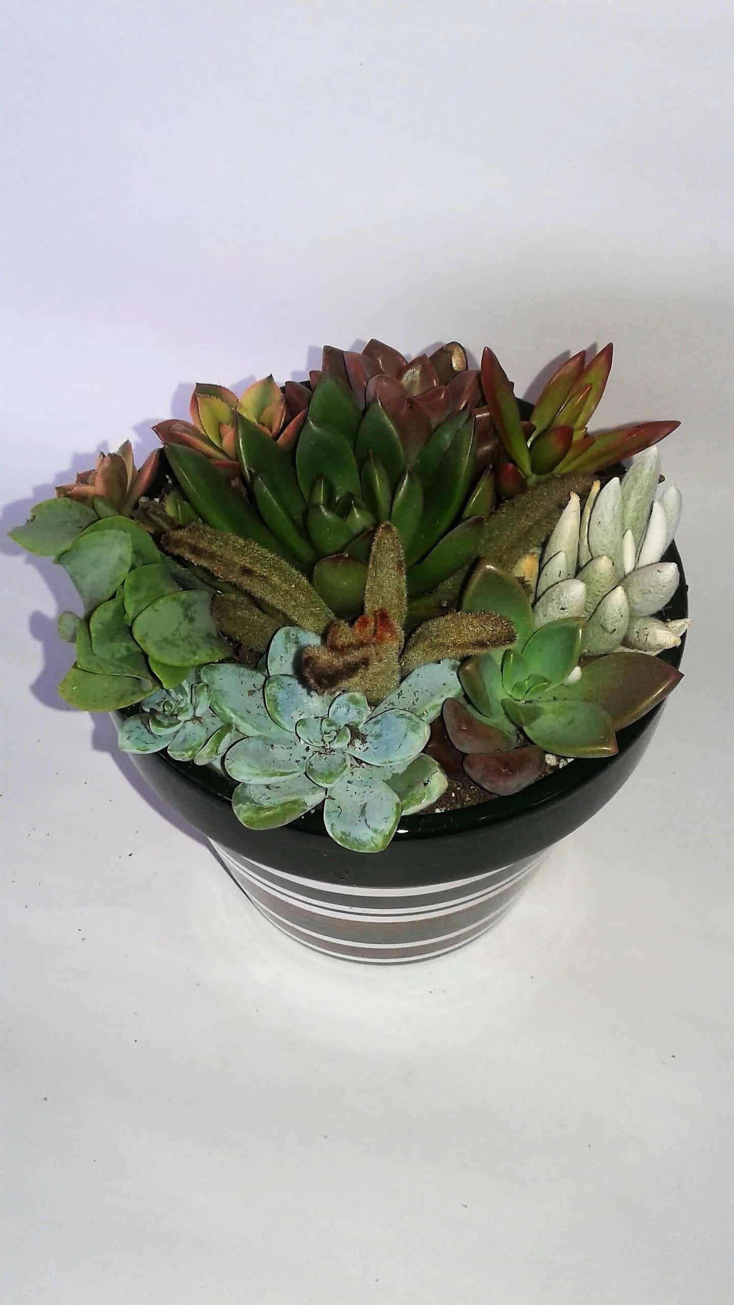 Medium Succulent Plant - Arrangement In Round Striped Ceramic Planter. Beautiful, Completely Assembled Dish Garden.. 3 Medium Succulent Plant - Arrangement In Round Striped Ceramic Planter. Beautiful, Completely Assembled Dish Garden..