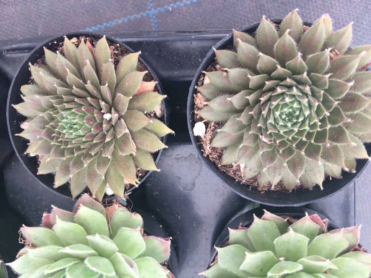 Four Small Succulent Plants In Pots. Assortment Of 4 Small Hens And Chicks Plants, Shipped In Pots 5 Four Small Succulent Plants In Pots. Assortment Of 4 Small Hens And Chicks Plants, Shipped In Pots - Image 3