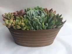Large Succulent Arrangement In A Tan Oval Designed Tin. -Cheap Plantly Store il fullxfull.1353873234 qrly