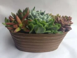 Large Succulent Arrangement In A Tan Oval Designed Tin. -Cheap Plantly Store il fullxfull.1353873252 6u5b