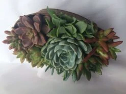 Large Succulent Arrangement In A Tan Oval Designed Tin. -Cheap Plantly Store il fullxfull.1353873256 rhcy