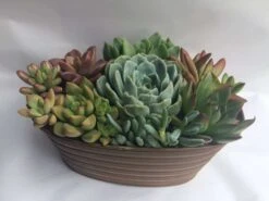 Large Succulent Arrangement In A Tan Oval Designed Tin. -Cheap Plantly Store il fullxfull.1353873762 rdp7