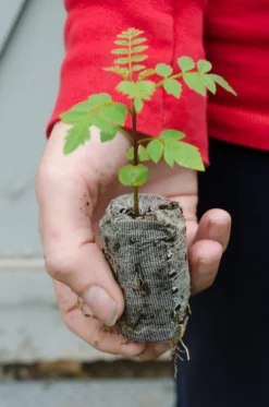 Blue Jacaranda Trees - Jacaranda Mimosifolia - 3 Starter Plugs