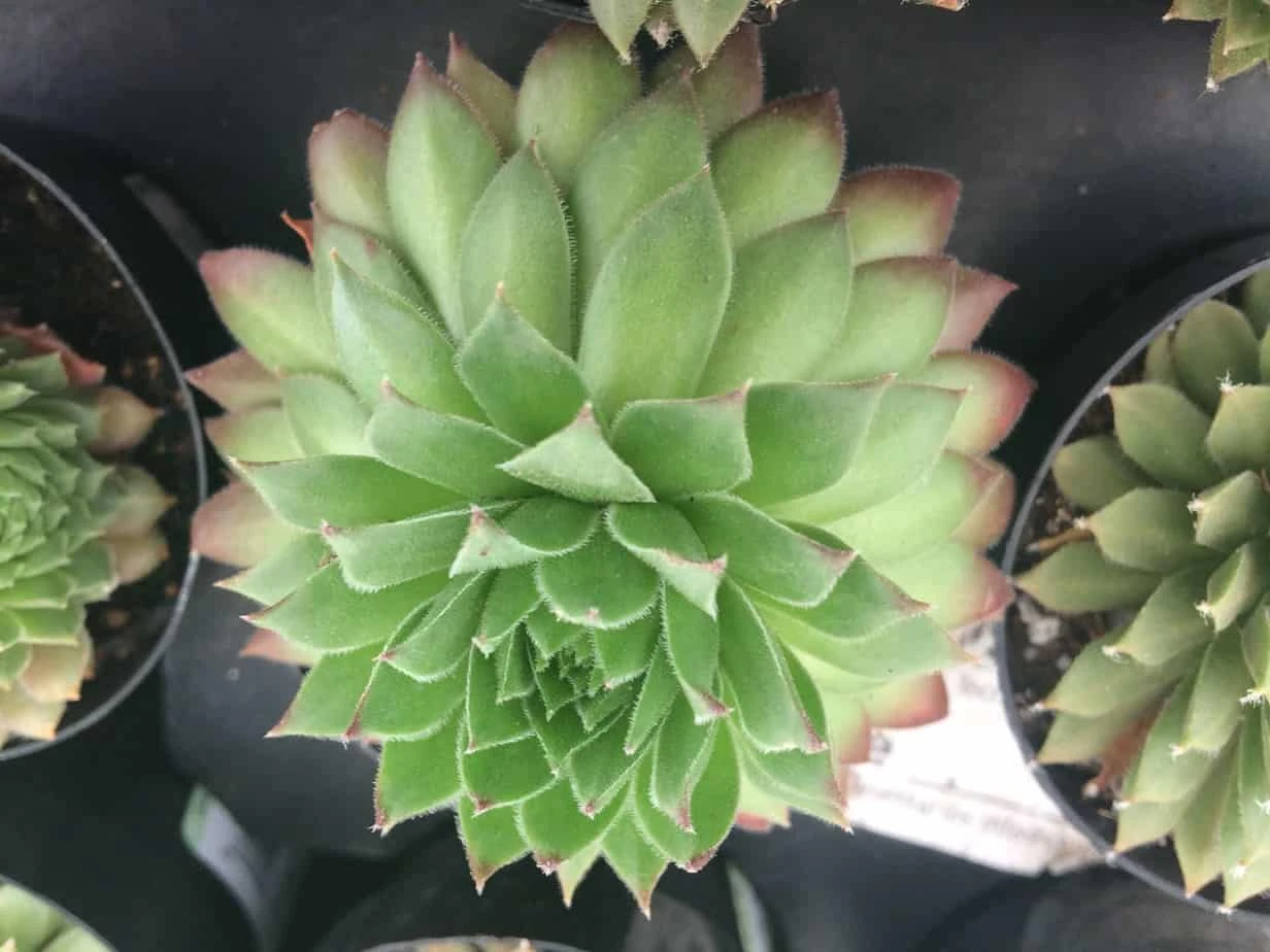 Four Small Succulent Plants In Pots. Assortment Of 4 Small Hens And Chicks Plants, Shipped In Pots 7 Four Small Succulent Plants In Pots. Assortment Of 4 Small Hens And Chicks Plants, Shipped In Pots - Image 5