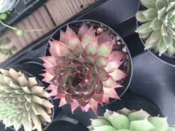 Four Small Succulent Plants In Pots. Assortment Of 4 Small Hens And Chicks Plants, Shipped In Pots 15 Four Small Succulent Plants In Pots. Assortment Of 4 Small Hens And Chicks Plants, Shipped In Pots -Cheap Plantly Store il fullxfull.1401082655 18tq