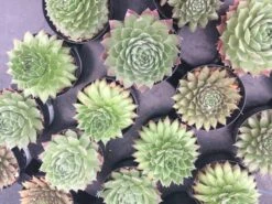 Four Small Succulent Plants In Pots. Assortment Of 4 Small Hens And Chicks Plants, Shipped In Pots 12 Four Small Succulent Plants In Pots. Assortment Of 4 Small Hens And Chicks Plants, Shipped In Pots -Cheap Plantly Store il fullxfull.1401082679 aute
