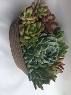 Large Succulent Arrangement In A Tan Oval Designed Tin. -Cheap Plantly Store il fullxfull.1401145699 a30y