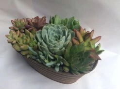 Large Succulent Arrangement In A Tan Oval Designed Tin. -Cheap Plantly Store il fullxfull.1401146179 kcq8
