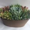Large Succulent Arrangement In A Tan Oval Designed Tin. 1 Large Succulent Arrangement In A Tan Oval Designed Tin. -Cheap Plantly Store il fullxfull.1401146187 r11g