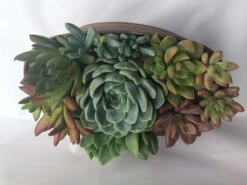 Large Succulent Arrangement In A Tan Oval Designed Tin. -Cheap Plantly Store il fullxfull.1401146189 li8p