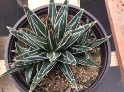 Large Succulent Plant Agave Regina. Star Shaped, Spiked Rosette. -Cheap Plantly Store il fullxfull.1434188244 tupf