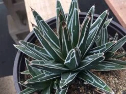 Large Succulent Plant Agave Regina. Star Shaped, Spiked Rosette. -Cheap Plantly Store il fullxfull.1434188326 4rfu