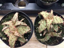 Medium Succulent Plant - Castilloniae Aloe. An Extremely Rare And Unique Aloe. A Beautifully Different Shape And Color. -Cheap Plantly Store il fullxfull.1438610164 3rmb