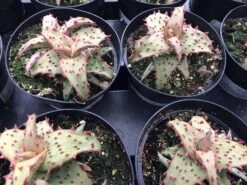 Medium Succulent Plant - Castilloniae Aloe. An Extremely Rare And Unique Aloe. A Beautifully Different Shape And Color. -Cheap Plantly Store il fullxfull.1438610176 qeyv