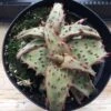 Medium Succulent Plant - Castilloniae Aloe. An Extremely Rare And Unique Aloe. A Beautifully Different Shape And Color. -Cheap Plantly Store il fullxfull.1438610370 s2tw