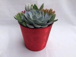 Large Succulent Arrangement In A Red Heart Patterned Fabric Covered Planter. Beautiful, Completely Assembled Dish Garden. 12 Large Succulent Arrangement In A Red Heart Patterned Fabric Covered Planter. Beautiful, Completely Assembled Dish Garden. -Cheap Plantly Store il fullxfull.1448741835 eesy
