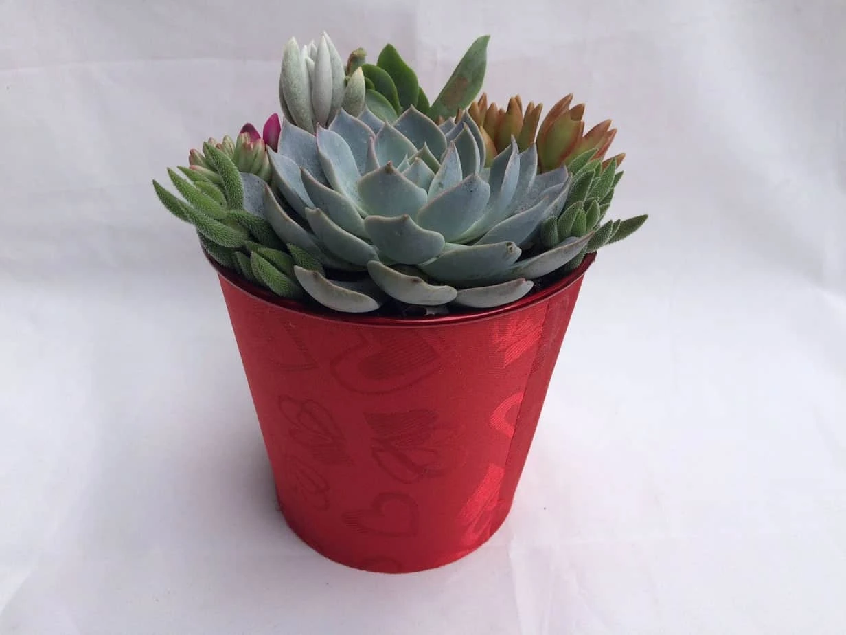 Large Succulent Arrangement In A Red Heart Patterned Fabric Covered Planter. Beautiful, Completely Assembled Dish Garden. 6 Large Succulent Arrangement In A Red Heart Patterned Fabric Covered Planter. Beautiful, Completely Assembled Dish Garden. - Image 4