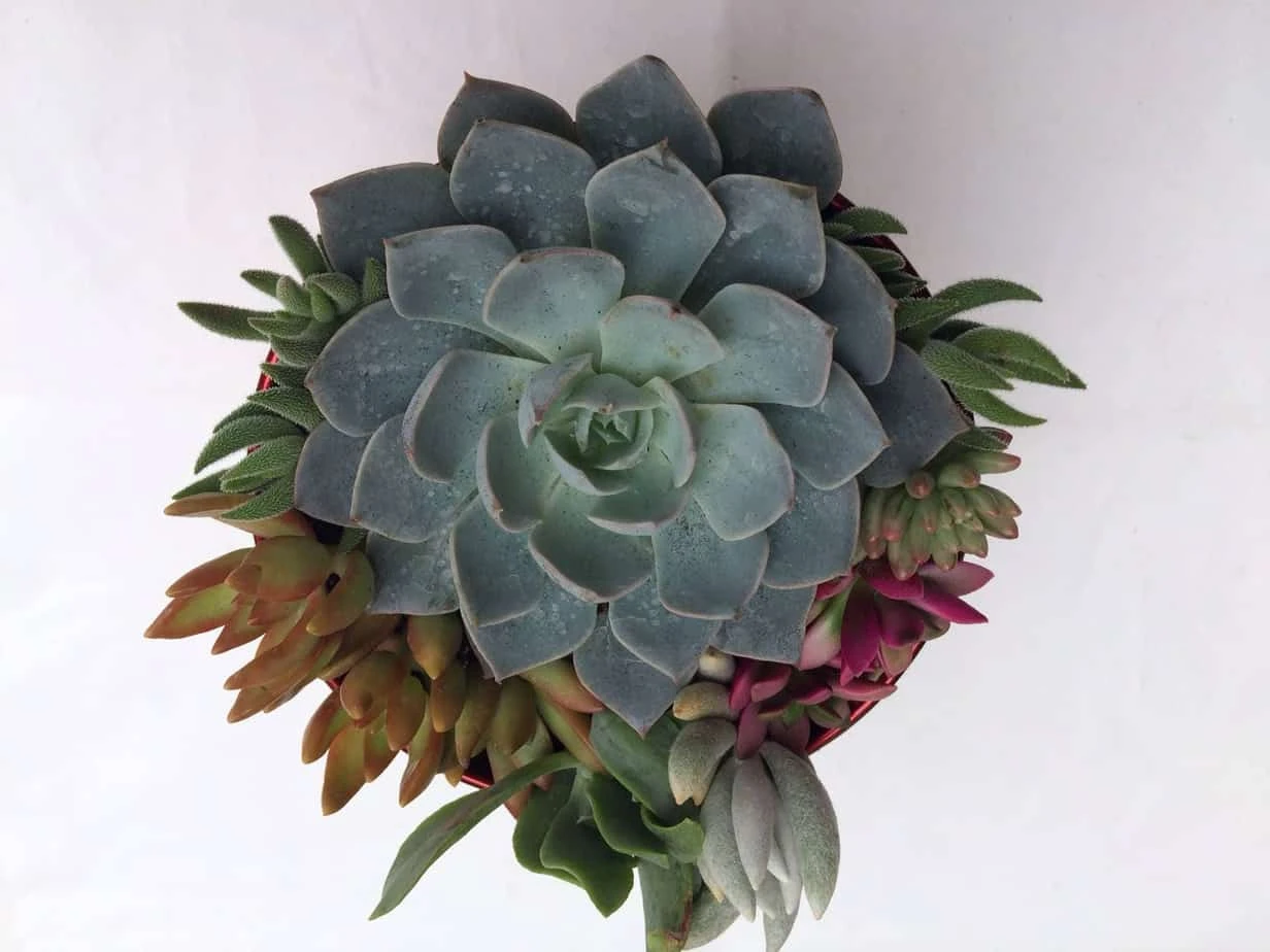 Large Succulent Arrangement In A Red Heart Patterned Fabric Covered Planter. Beautiful, Completely Assembled Dish Garden. 4 Large Succulent Arrangement In A Red Heart Patterned Fabric Covered Planter. Beautiful, Completely Assembled Dish Garden. - Image 2