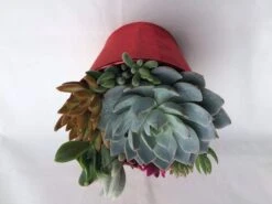 Large Succulent Arrangement In A Red Heart Patterned Fabric Covered Planter. Beautiful, Completely Assembled Dish Garden. 14 Large Succulent Arrangement In A Red Heart Patterned Fabric Covered Planter. Beautiful, Completely Assembled Dish Garden. -Cheap Plantly Store il fullxfull.1448741839 n20g