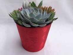 Large Succulent Arrangement In A Red Heart Patterned Fabric Covered Planter. Beautiful, Completely Assembled Dish Garden. 11 Large Succulent Arrangement In A Red Heart Patterned Fabric Covered Planter. Beautiful, Completely Assembled Dish Garden. -Cheap Plantly Store il fullxfull.1448741849 78fg