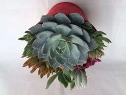 Large Succulent Arrangement In A Red Heart Patterned Fabric Covered Planter. Beautiful, Completely Assembled Dish Garden. 13 Large Succulent Arrangement In A Red Heart Patterned Fabric Covered Planter. Beautiful, Completely Assembled Dish Garden. -Cheap Plantly Store il fullxfull.1448741861 g2x8
