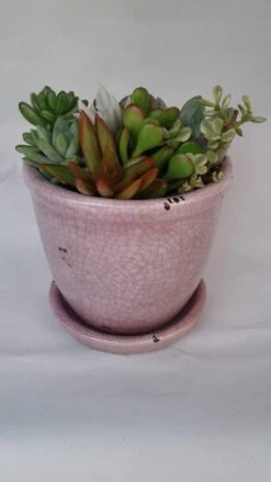Medium Succulent Plant - Arrangement In A Violet/Pink Crackle Ceramic Glazed Planter With Drip Saucer. -Cheap Plantly Store il fullxfull.1475963552 d6uu