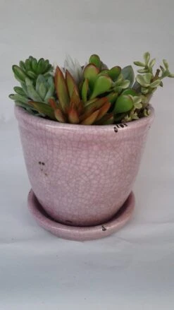 Medium Succulent Plant - Arrangement In A Violet/Pink Crackle Ceramic Glazed Planter With Drip Saucer. -Cheap Plantly Store il fullxfull.1475963674 etx5