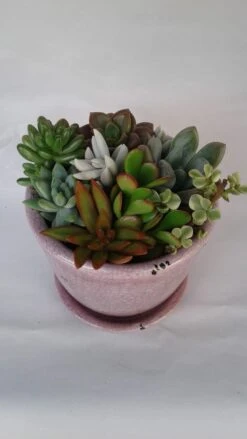 Medium Succulent Plant - Arrangement In A Violet/Pink Crackle Ceramic Glazed Planter With Drip Saucer. -Cheap Plantly Store il fullxfull.1475963798 texl