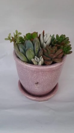 Medium Succulent Plant - Arrangement In A Violet/Pink Crackle Ceramic Glazed Planter With Drip Saucer. -Cheap Plantly Store il fullxfull.1475963988 7k8z