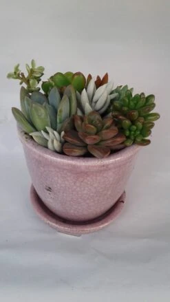 Medium Succulent Plant - Arrangement In A Violet/Pink Crackle Ceramic Glazed Planter With Drip Saucer. -Cheap Plantly Store il fullxfull.1475964168 2ll8