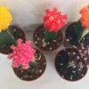 Cactus Plant -Small Grafted 'Moon Cactus' Assortment. 2 Cactus Plant -Small Grafted 'Moon Cactus' Assortment. -Cheap Plantly Store il fullxfull.1479294450 qm15