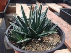 Large Succulent Plant Agave Regina. Star Shaped, Spiked Rosette. -Cheap Plantly Store il fullxfull.1481444161 8orm